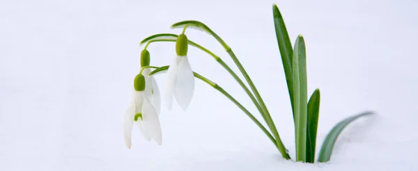 スノー ドロップ写真素材 ロイヤリティフリースノー ドロップ画像 Depositphotos