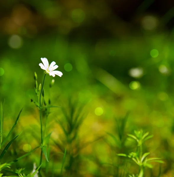 Wild flower növekszik az erdő — Stock Fotó