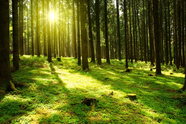 Luz solar na floresta verde . — Fotografia de Stock