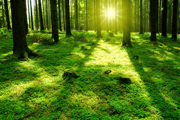 Napfény a zöld erdőben. — Stock Fotó