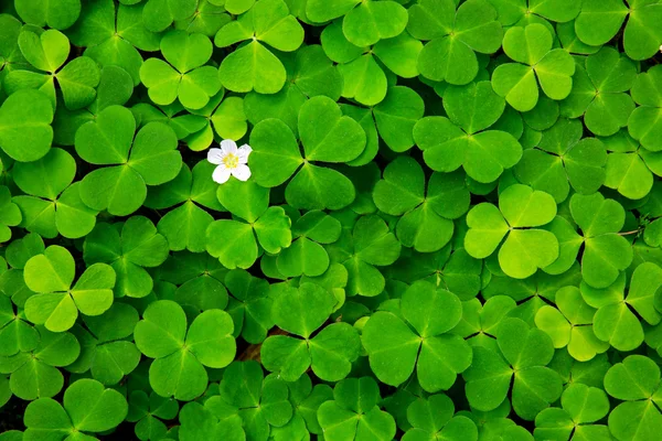 Groene klaver bladeren achtergrond. — Stockfoto