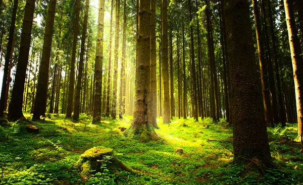 Sonnenlicht im grünen Wald. — Stockfoto