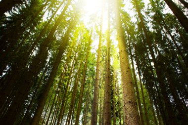 Yeşil ormanda güneş ışığı.