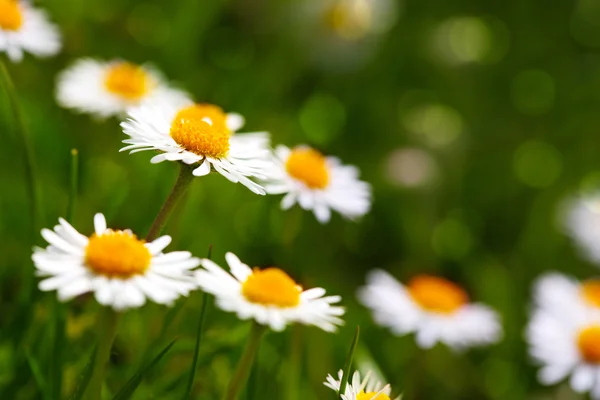 Daisy flower background. — Stock Photo, Image
