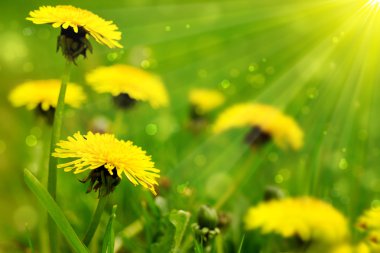 karahindiba sarı çiçek .