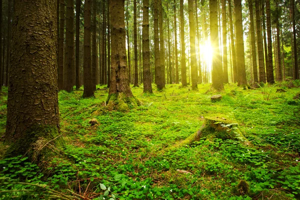 Sonnenlicht im grünen Wald. — Stockfoto