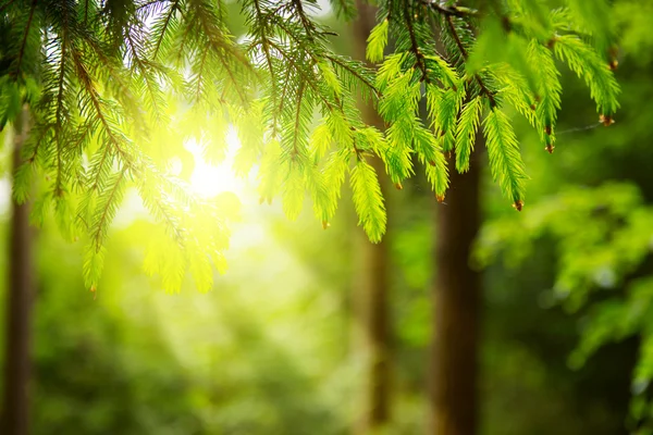 Sunlight in the green forest.