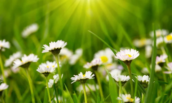White daisies meadow  and sunshine. Stock Image
