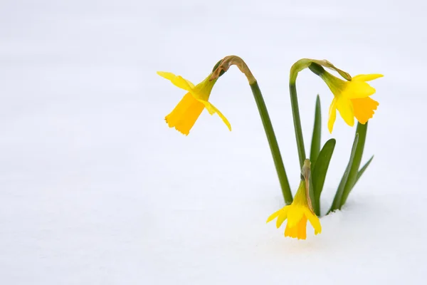 Narciso sul giardino innevato . — Foto Stock