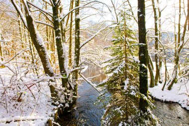 Karşı kış ağacıyla su yansıma.