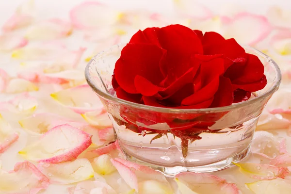 Красная роза в чаше с водой и белыми лепестками . — стоковое фото