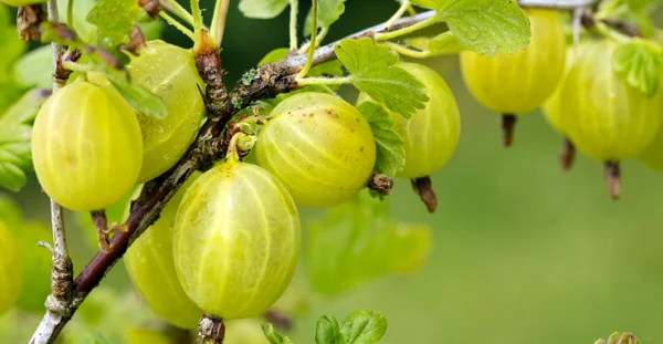 Växer mogna krusbär på en gren. — Stockfoto