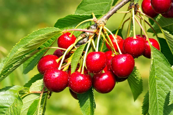 Dolce ciliegia bacche rosse su un ramo d'albero da vicino. — Foto Stock