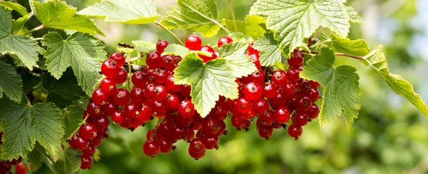 Rote Johannisbeere hängt an einem Strauch im Garten. — Stockfoto