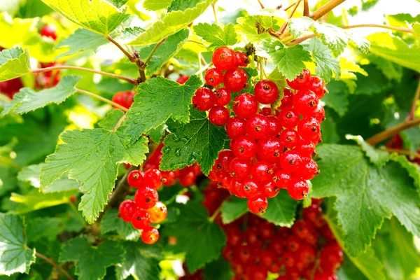 Red Currant hanging on a bush in the garden. — Stock Photo, Image