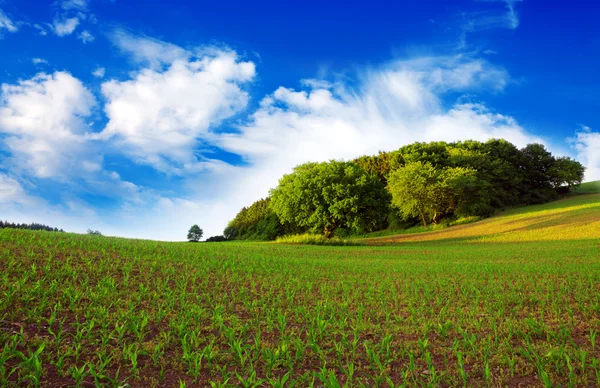 Paisagem de verão com campo de milho e nuvens . — Fotografia de Stock