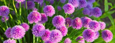 Bıçak bitkiler tam Bloom.