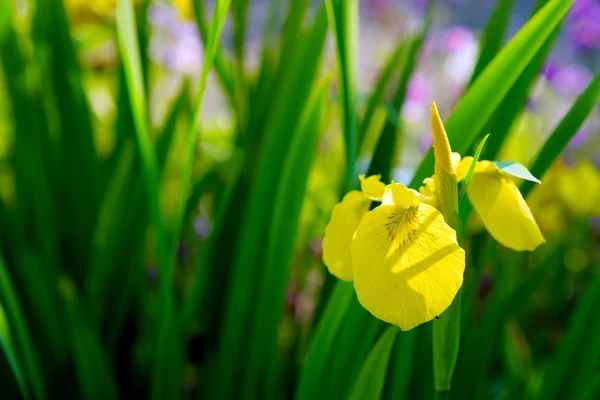 Flor amarilla del iris en el jardín. — Foto de Stock