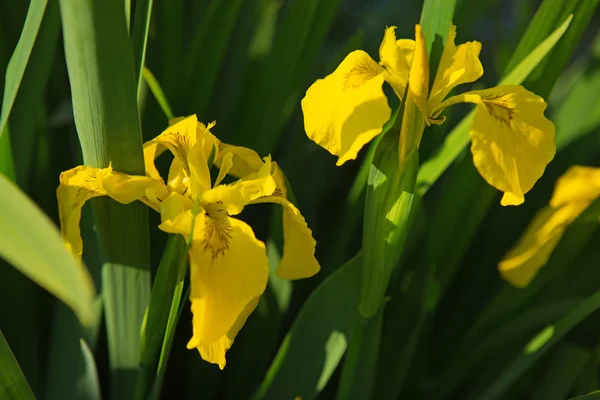 Gelbe Irisblume im Garten. — Stockfoto