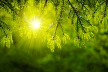 Sunlight in the green forest. clipart