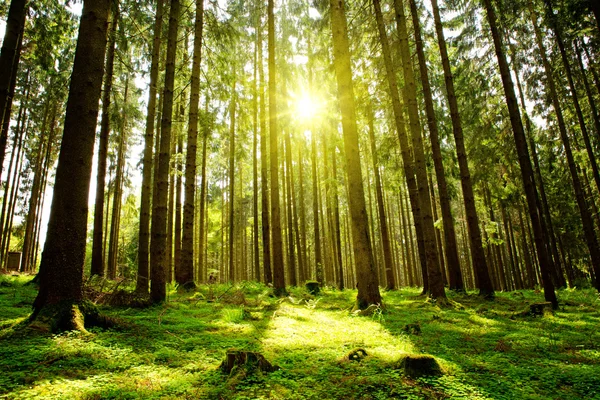 Luz del sol en el bosque verde . — Foto de Stock