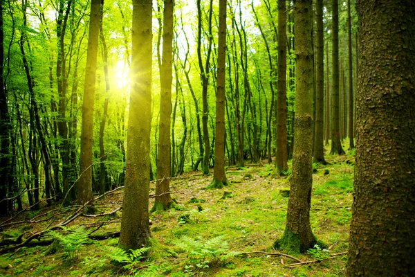 Światło słoneczne w zielonym lesie. — Zdjęcie stockowe