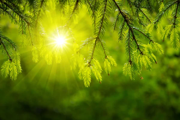 Sluneční svit v zeleném lese. — Stock fotografie