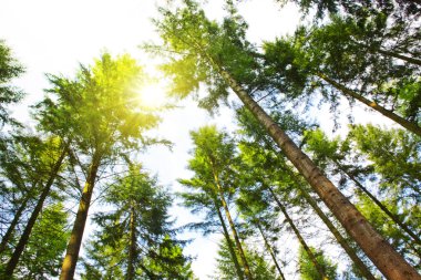 Alman yaz ormanlarında günbatımı.