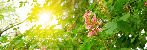 Puesta de sol en bosque de verano alemán. —  Fotos de Stock