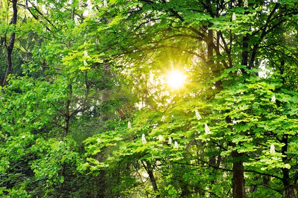 Coucher de soleil dans la forêt d'été allemande. — Photo