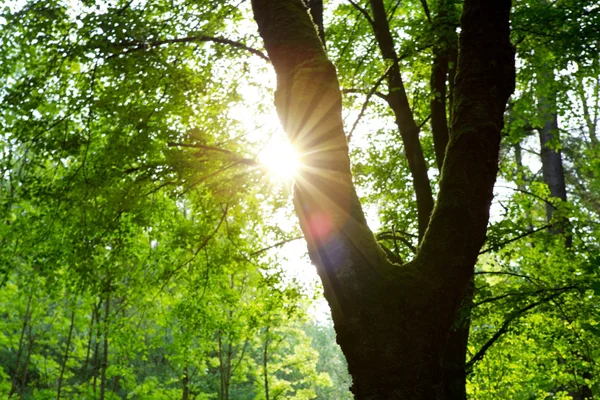 Coucher de soleil dans la forêt d'été allemande. — Photo