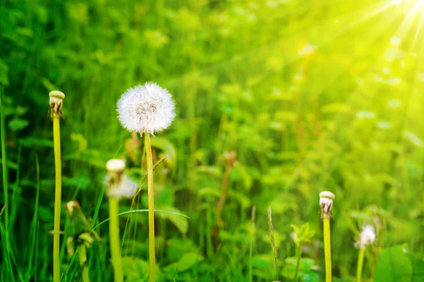 阳光背景下的草地上的蒲公英. — 图库照片