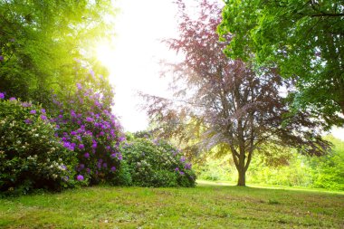 Ormangülü çalılar ve güneş.