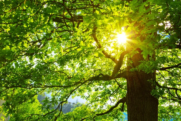 Sonnenuntergang im deutschen Sommerwald. — Stockfoto