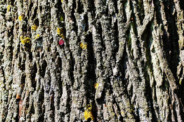 오래 된 나무 나무 질감. — 스톡 사진