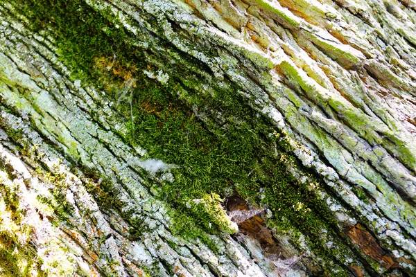 오래 된 나무 나무 질감. — 스톡 사진