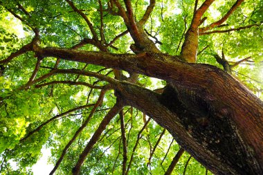 Eski meşe ağacının gövde.