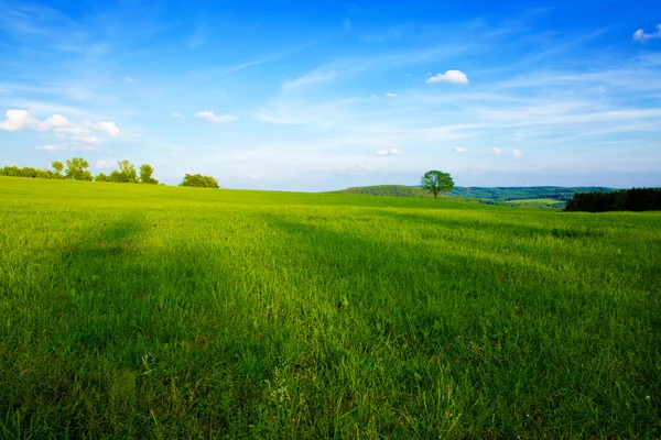 Summer landscape with green grass and blue sky. — Stock Photo, Image