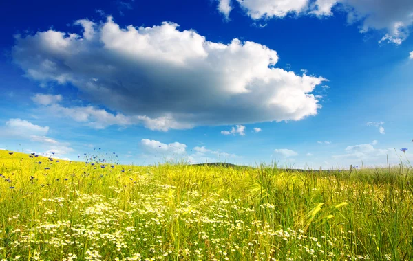 Sommar landskap med blomma meadof och moln. — Stockfoto