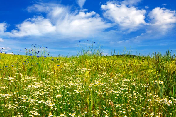 Zomer landschap met bloem meadof en wolken. — Stockfoto