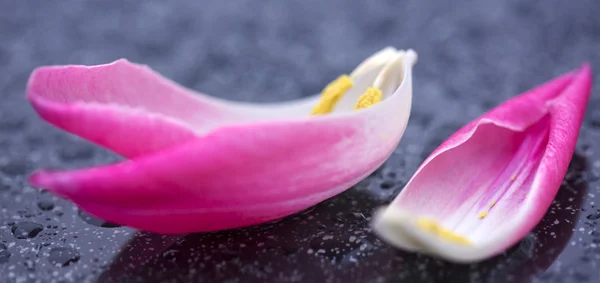 Tulip szirmok Vértes fehér háttér. — Stock Fotó
