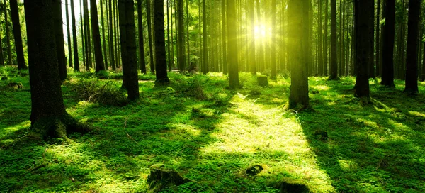 Zonlicht in het groene bos. — Stockfoto