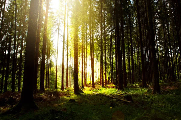 Солнечный свет в зеленом лесу . — стоковое фото