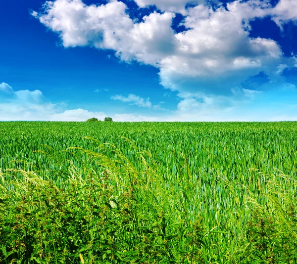 Summer landscape with green grass and clouds. Stock Image