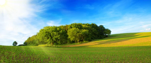 Paisagem de verão com grama verde e sol . — Fotografia de Stock