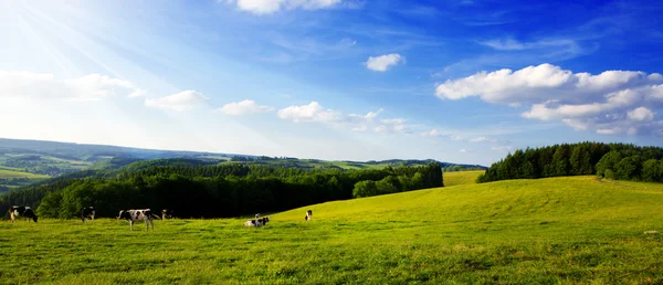 Paisaje con hierba verde y luz solar . — Foto de Stock