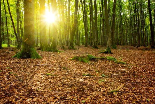 Coucher de soleil dans la forêt d'automne. — Photo