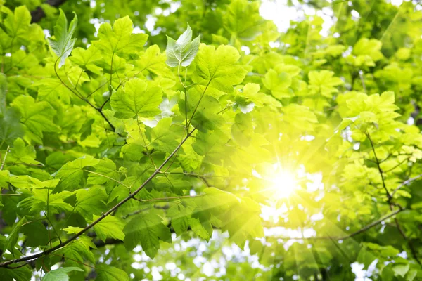 Puesta de sol en bosque de verano alemán. —  Fotos de Stock