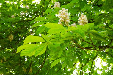Yeşil kestane saçak ve parlak güneş.