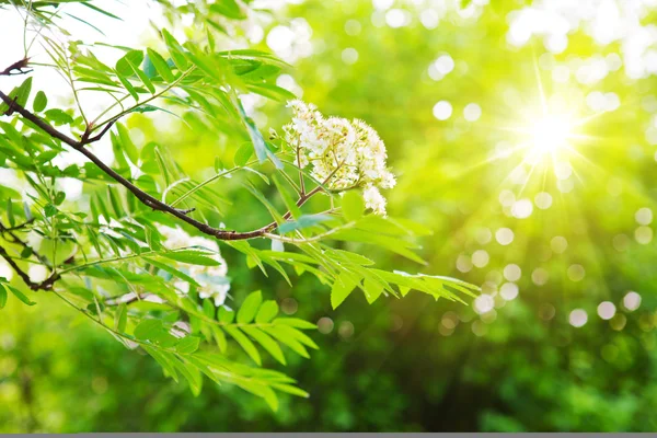 Grüne Kastanienblätter und strahlende Sonne. — Stockfoto